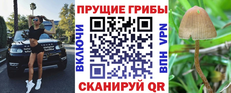 Псилоцибиновые грибы Cubensis  ссылка на мегу вход  Гатчина 